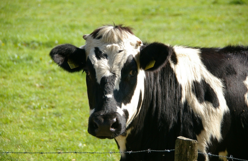 cow