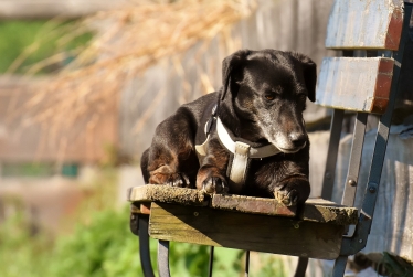 dog on bench 